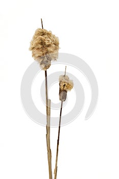 Cattail isolated