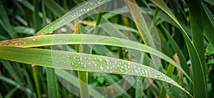 Cattail leaves with water drop on a early morning in the woods