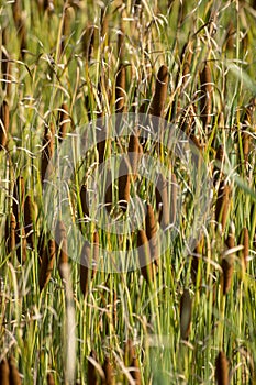 Cattail mace Typha latifolia