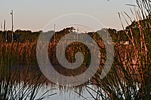 Cattail Marsh, Public Fishing Lake, Early Morning.