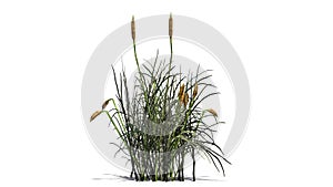 Cattail plant - isolated on white background