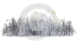 Cattail plant in the winter - isolated on white background