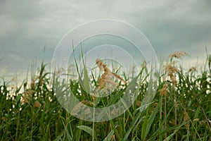 Cattail and reed against a cloudy sky. Reeds.