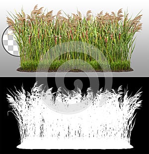 Cut out plant. Reed grass photo