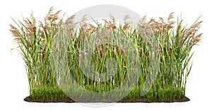 Cut out plant. Reed grass
