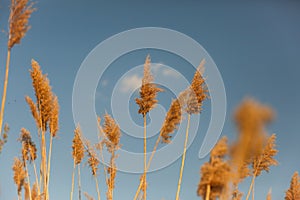 Cattail or reed plant with sky in the background.
