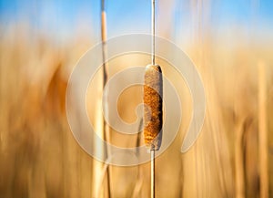 Cattail and Reeds photo
