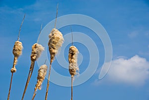 Cattail Seed Heads