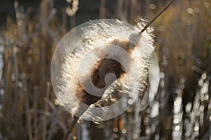 Cattail seeds