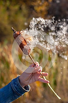 A cattail on a stalk in a female hand scatters in the wind on an autumn blurred background.