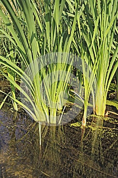 Cattail stalks in clear water