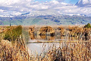 Cattail and tule reeds growing on the shorelines of a creek in south San Francisco bay; Green hills and snow covered mountains photo