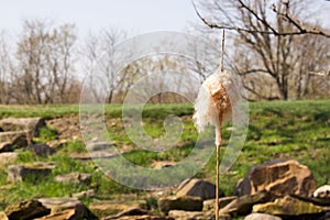 Cattail (Typha)