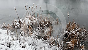 Cattail, Typha, bulrush plants and leaves covered with snow