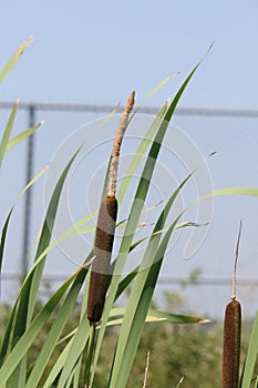 Cattail Typha latifolia