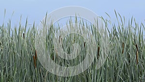 Cattail Typha latifolia also or Reedmace, marsh plant swaying gently in the breeze in backdrop of clear blue sky.