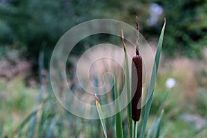 Cattail or Typha latifolia plant