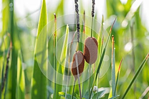 Cattail,Typha orientalis Presl