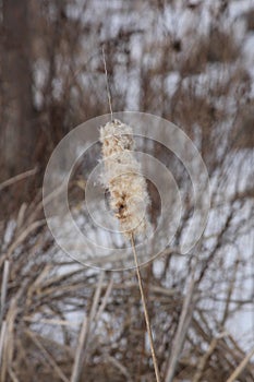 Cattail Typha Winter
