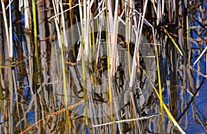 Cattail in water