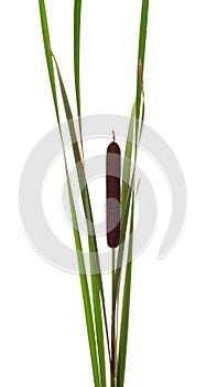 Cattails