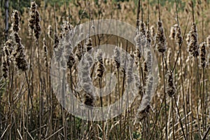 Cattails 2