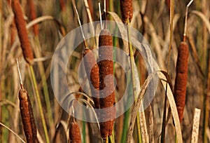 Cattails