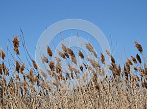 Cattails