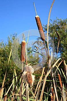 Cattails