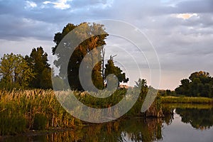 Cattails Along the Yampa River at Sunrise