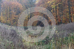 Cattails in the Autumn stream