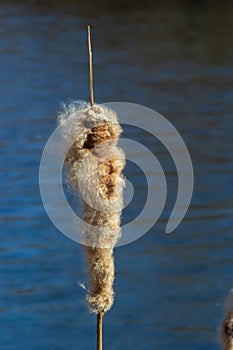 Cattails bulrush Typha latifolia beside river. Closeup of blooming cattails during early spring snowy background. Flowers and seed