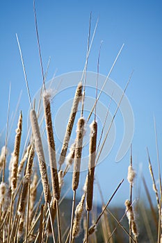 Cattails bursting with white wispy seeds against clear blue sky