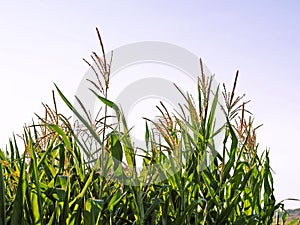 Cattails with clear sky