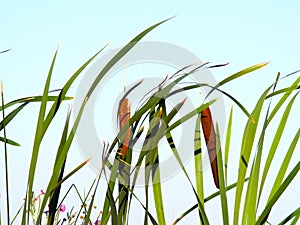 Cattails with clear sky