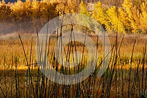 Cattails and Cottonwoods