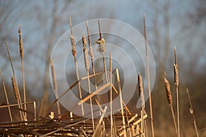 cattails dispersing seeds in late afternoon light