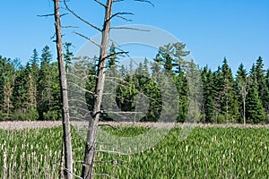 Cattails and Edge of Forest with Dead Tree