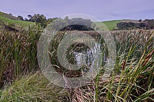 Cattails on the edge of a pond on Motutapu island New Zealand