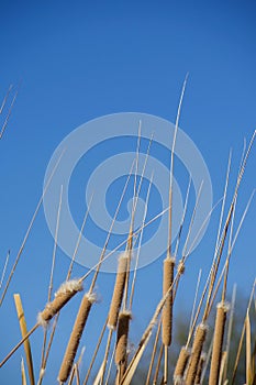 Cattails exploding with seed against clear blue sky