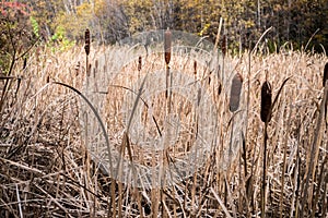 Cattails in the Fall