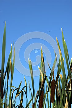 Cattails with Full Moon