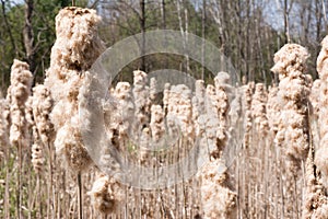 Cattails going to seed