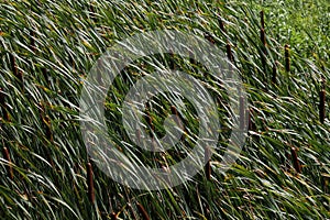 Cattails in Grass