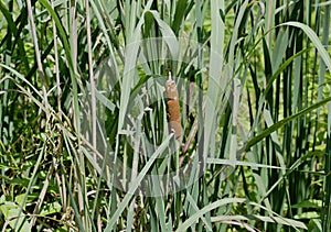 Cattails have a surprising function and history