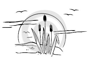 Cattails on illustration