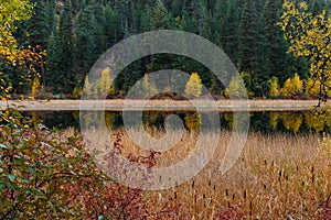 Cattails by the lakeshore