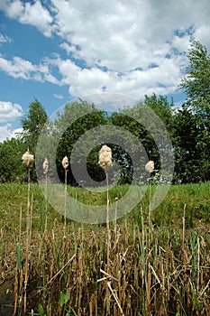 Cattails in the Marsh