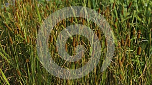 Cattails plant swaying in the wind