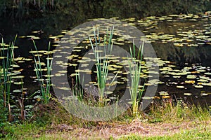 Cattails in a pond